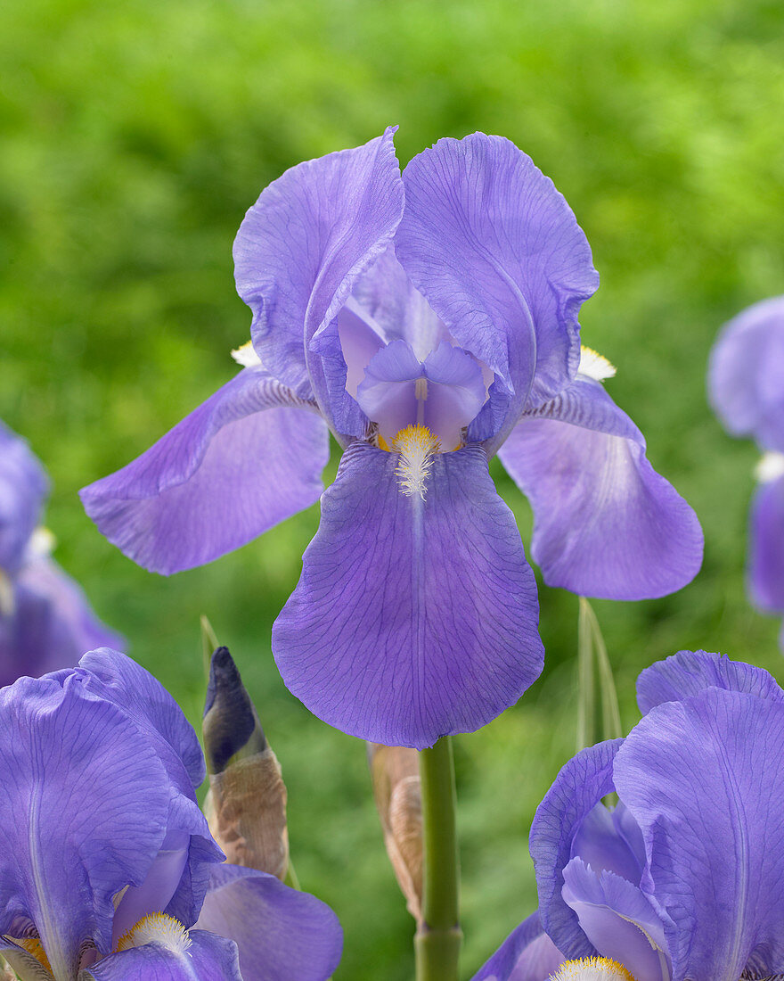 Iris pallida var. dalmatica