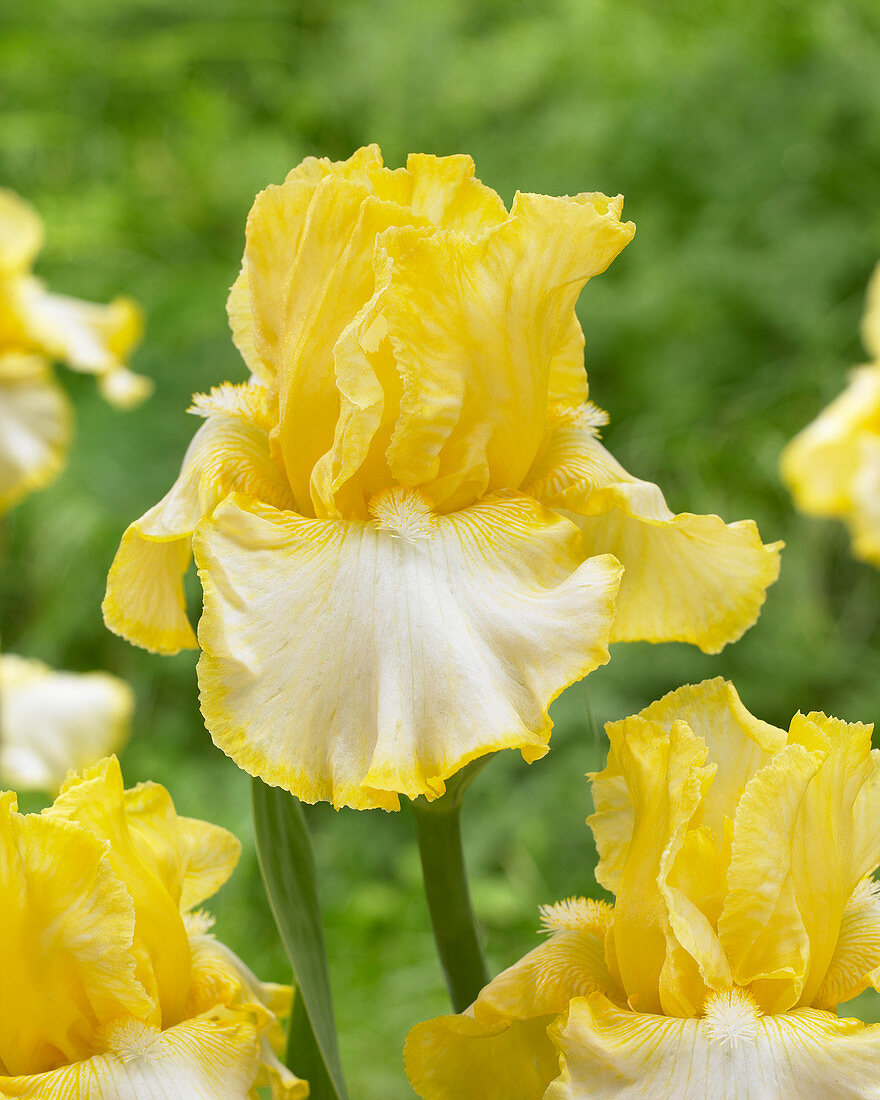 Iris germanica Little Mary Sunshine