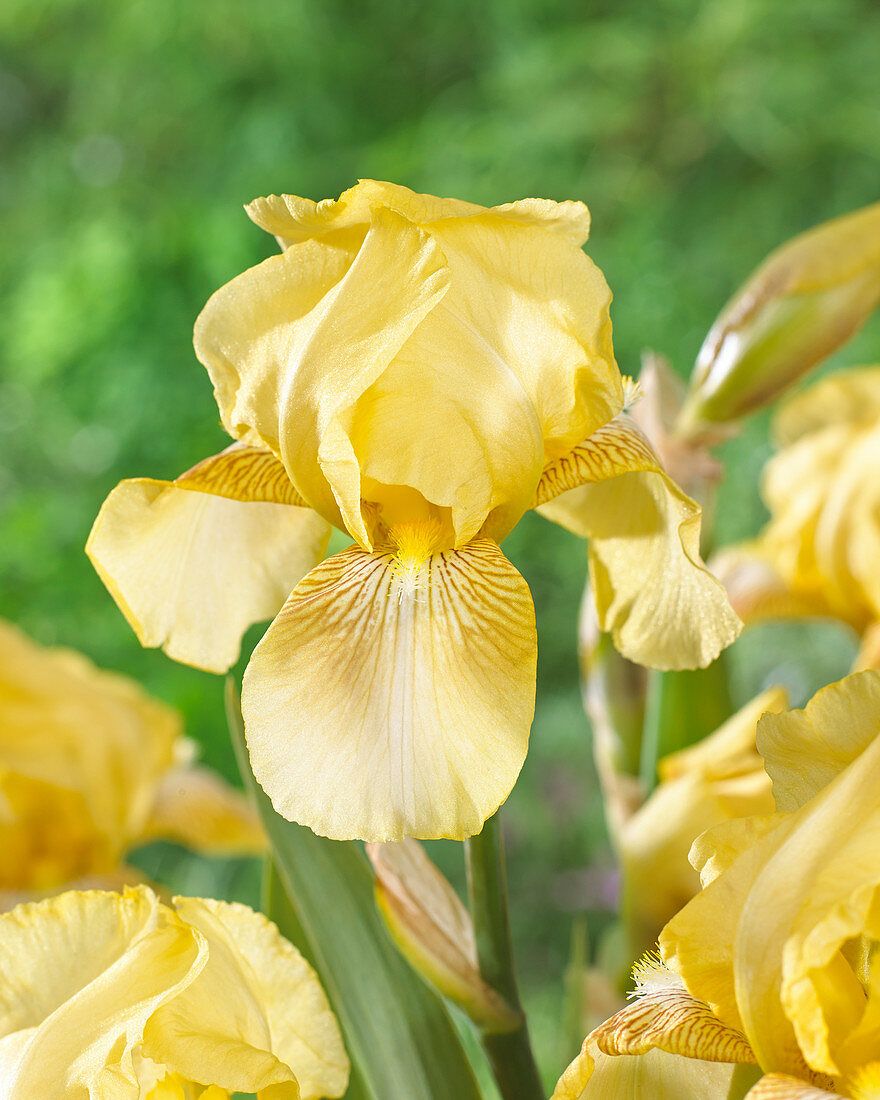 Iris germanica Dawn Of Fall