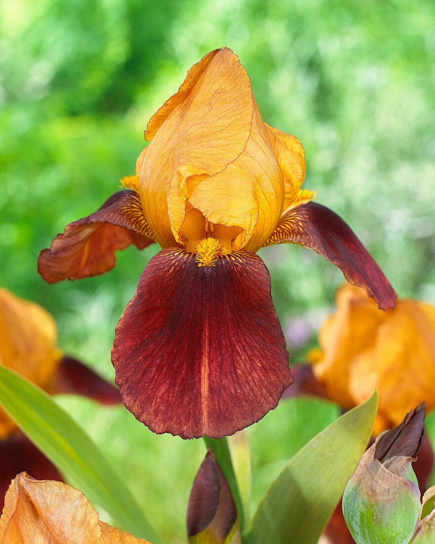 Iris germanica 'Shower'