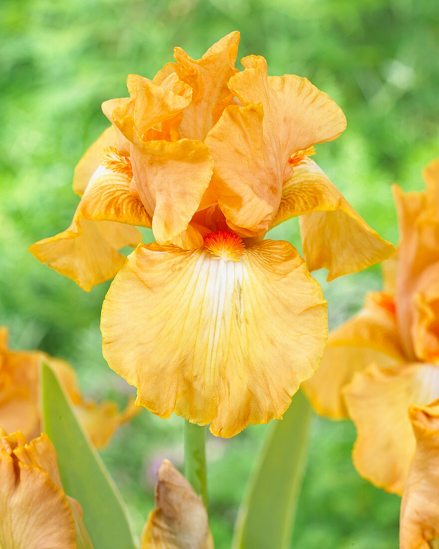 Iris germanica Robusto