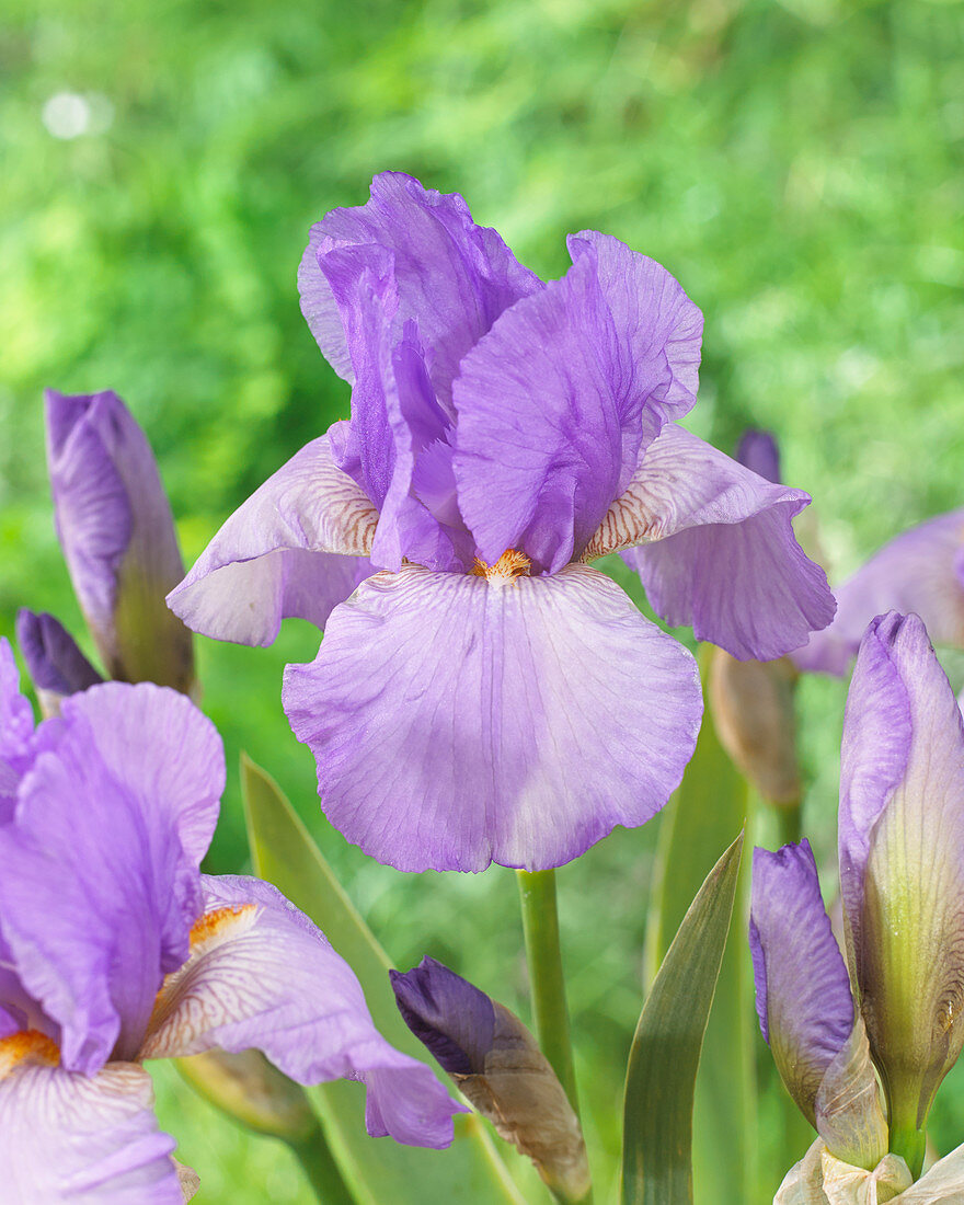 Iris germanica Late Lilac