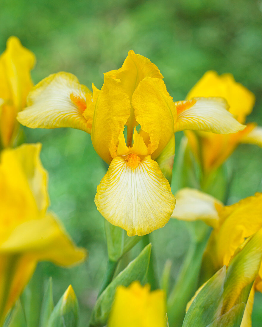 Iris germanica Otay