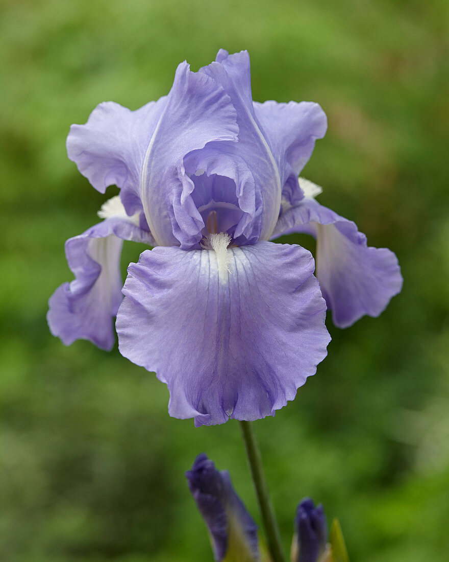 iris germanica Victoria Falls