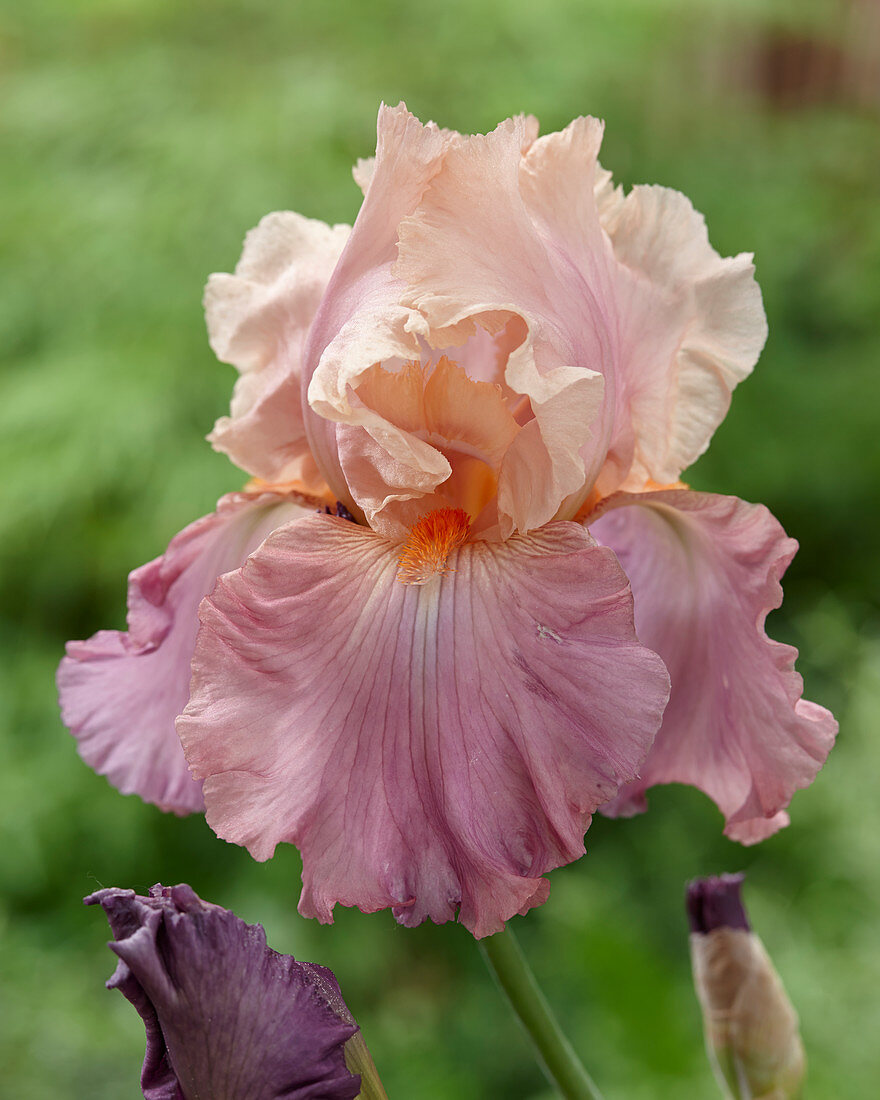 Iris germanica 'Crazy for You'