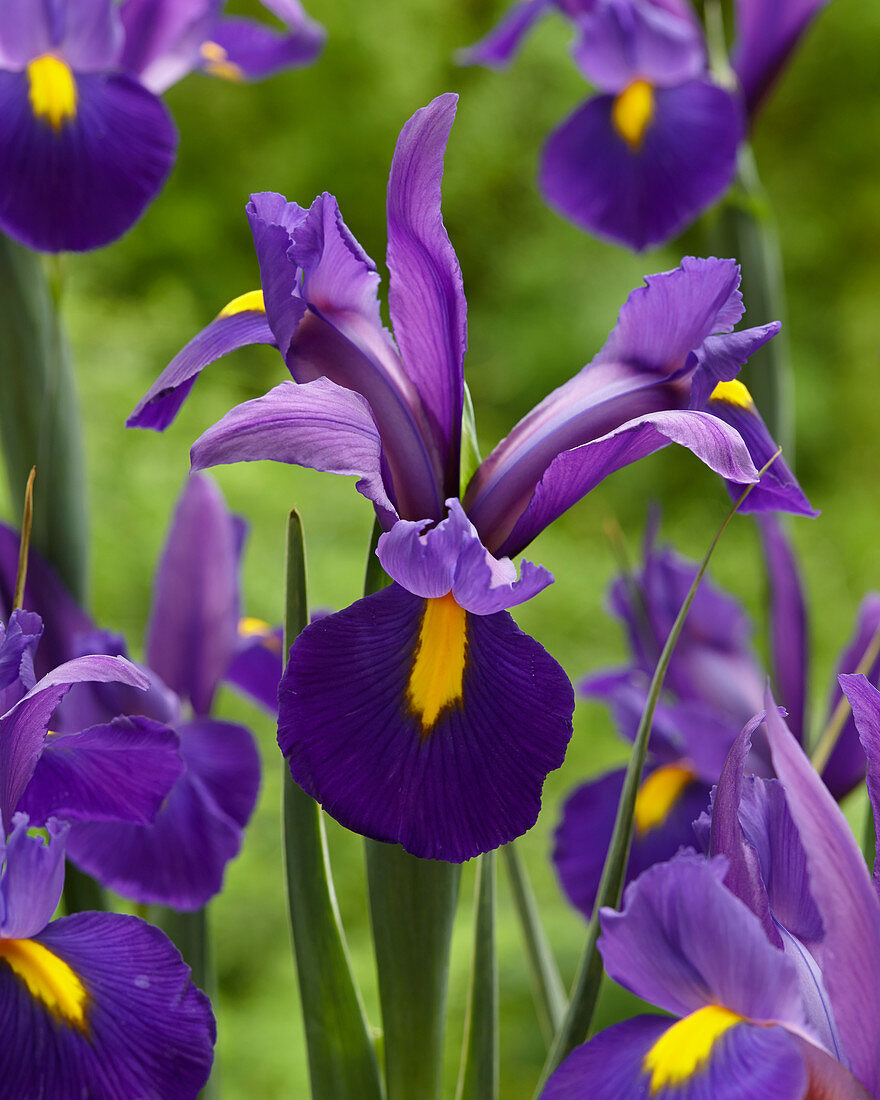 Iris hollandica 'Challenger'