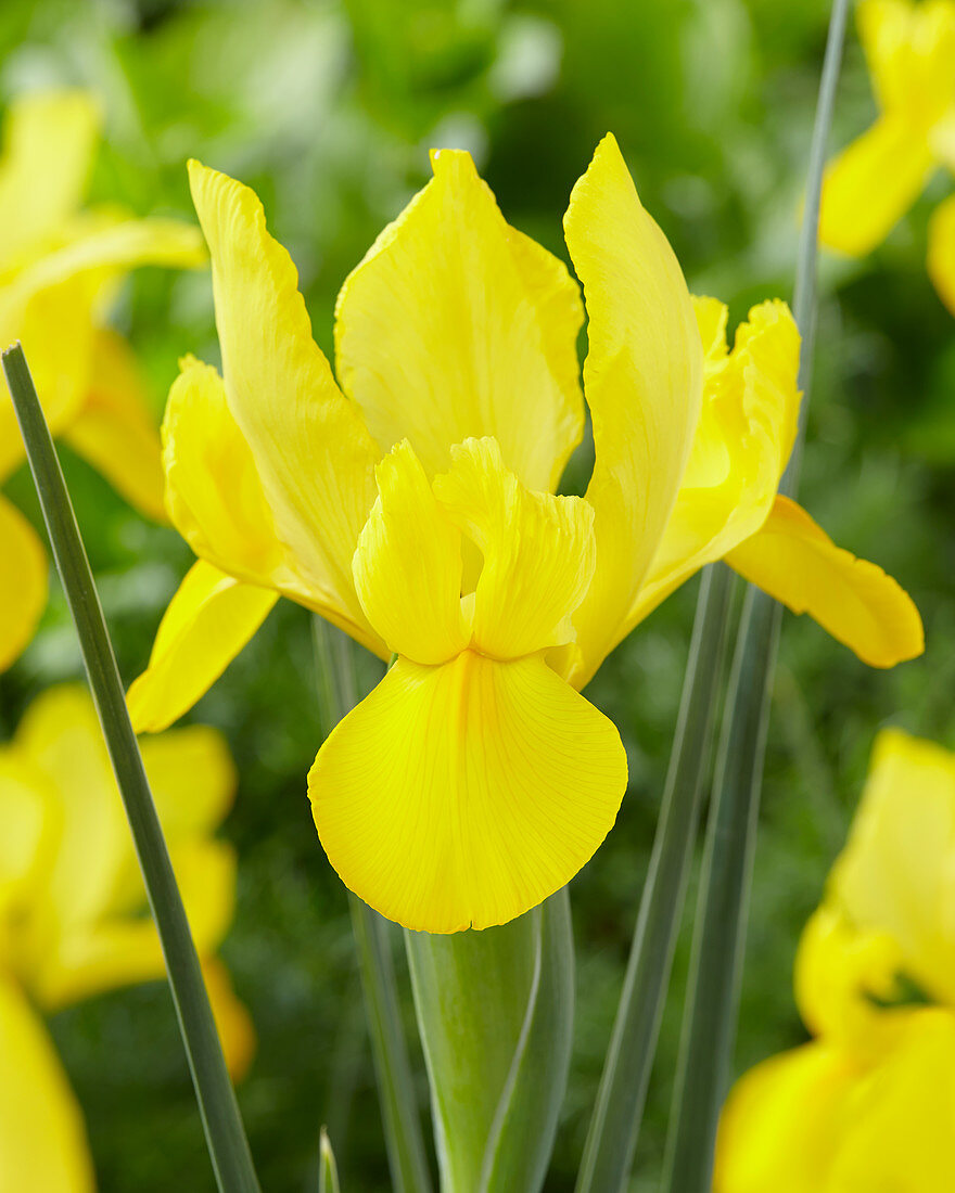 Iris hollandica 'Golden Eagle'