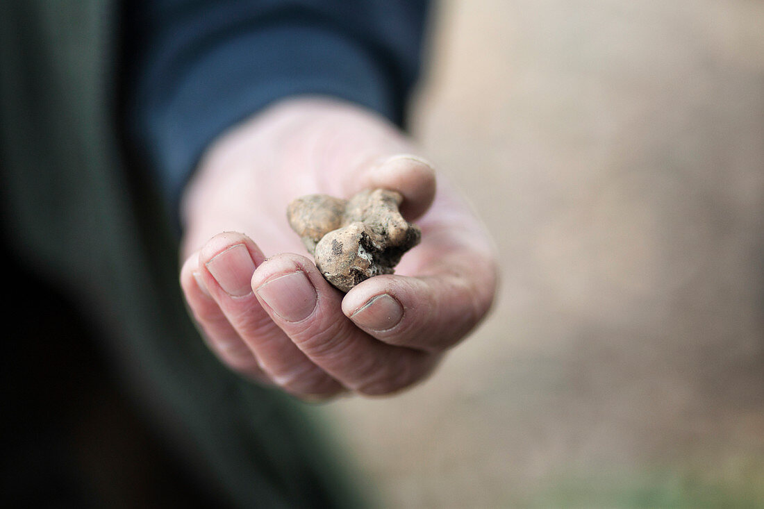 A man holds a freshly dug truffle