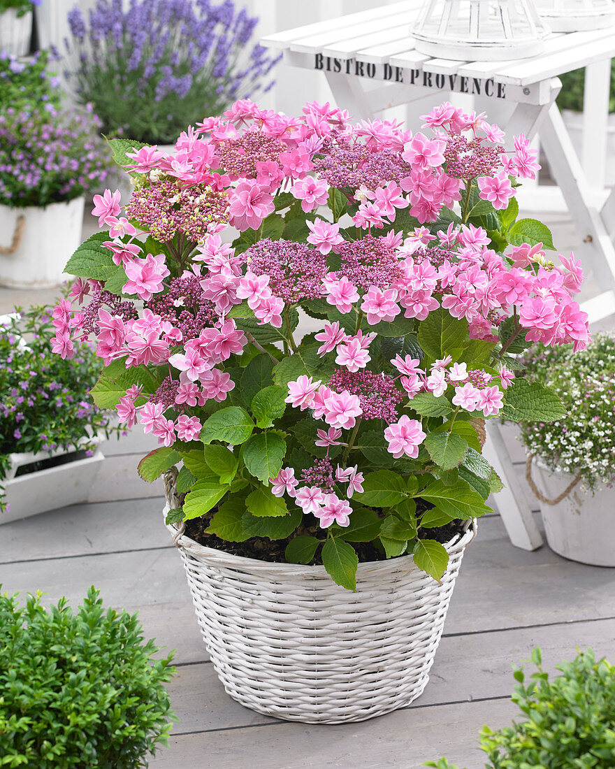 Hydrangea macrophylla Tinkerbell