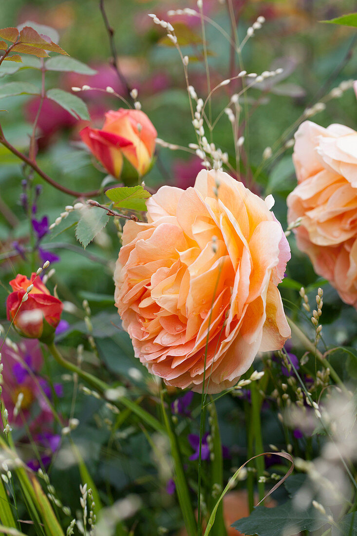 Rosa 'Lady von Shalott', Melica altissima 'Alba'