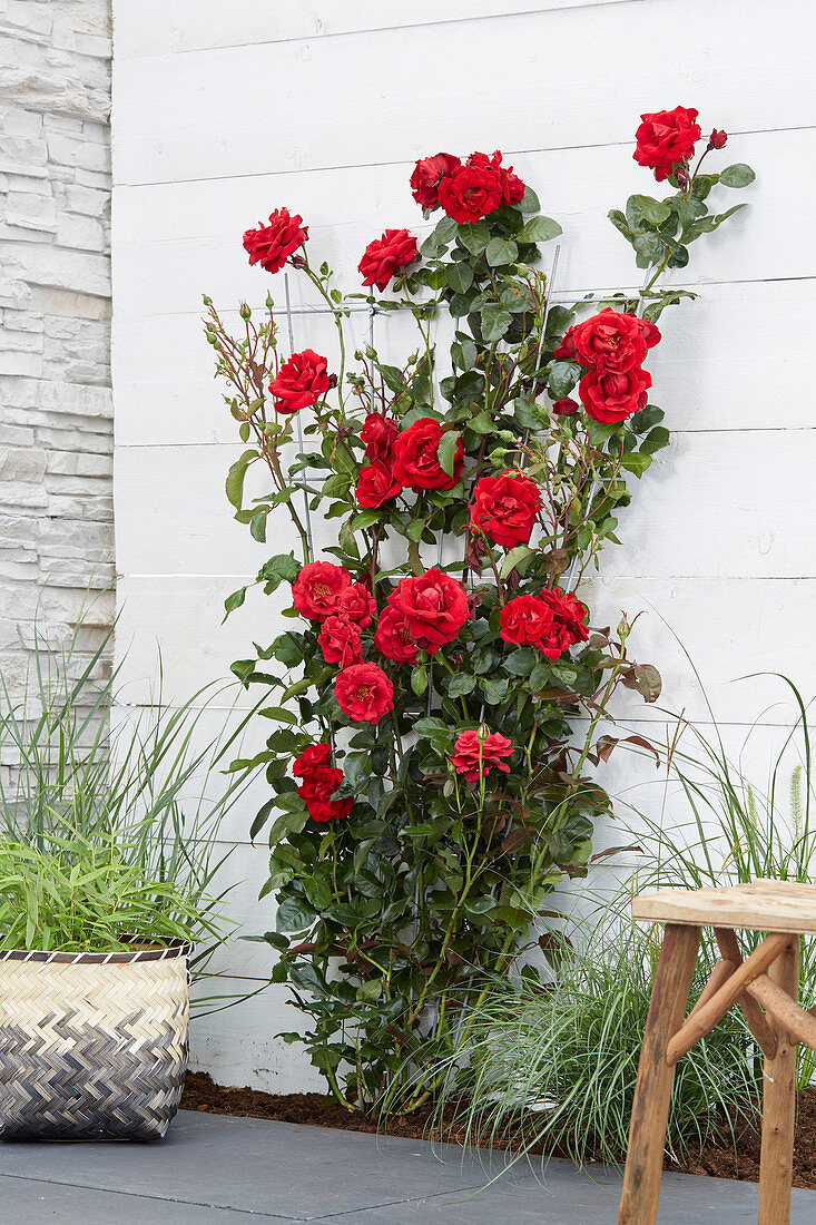 Rosa 'Crazy in Love Red'