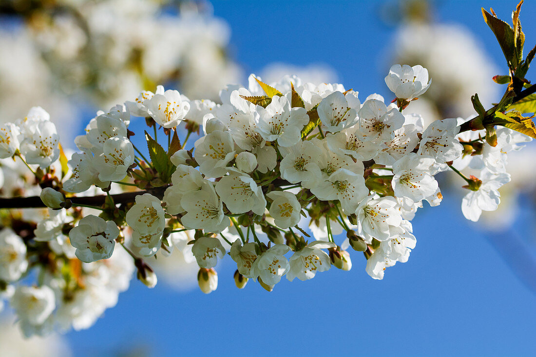 Weiß blühender Kirschblütenzweig vor blauem Himmel