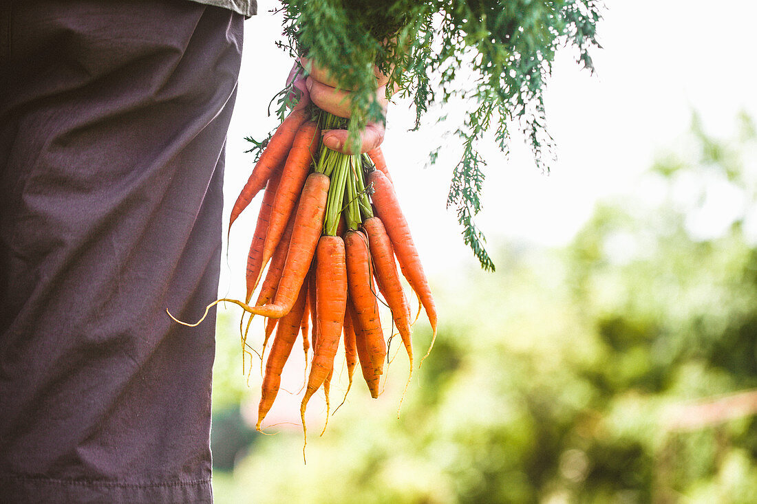 Person hält frisch geerntete Karotten in der Hand