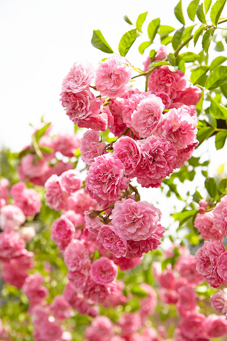 Ramblerrose mit pinken Blüten