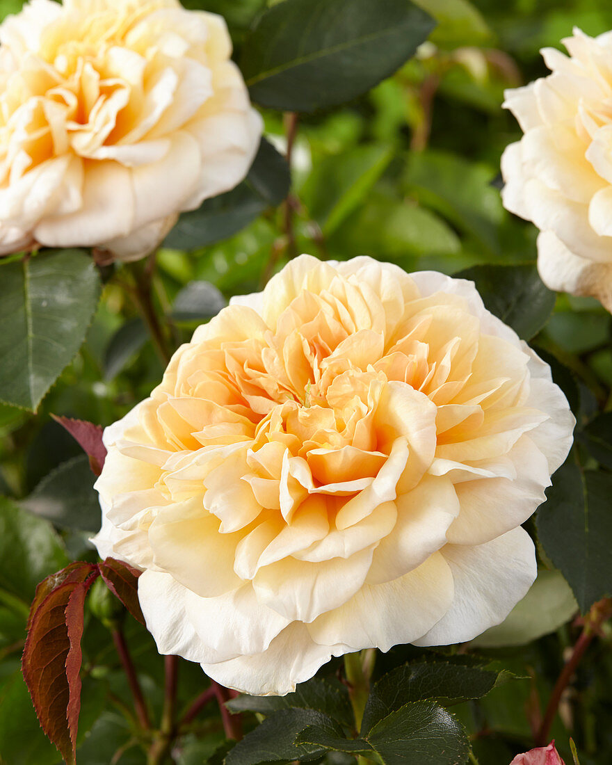 Rosa 'English Garden' ®