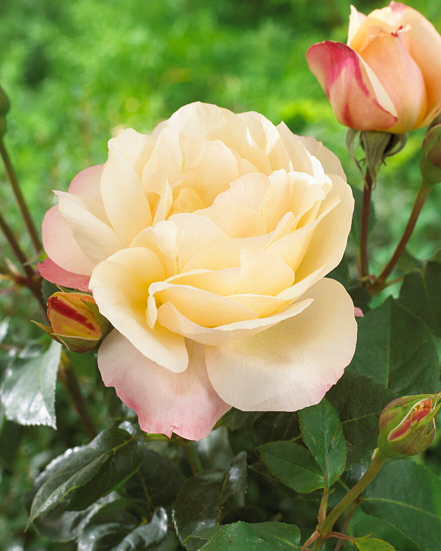 Rosa 'Apricot Queen Elizabeth'