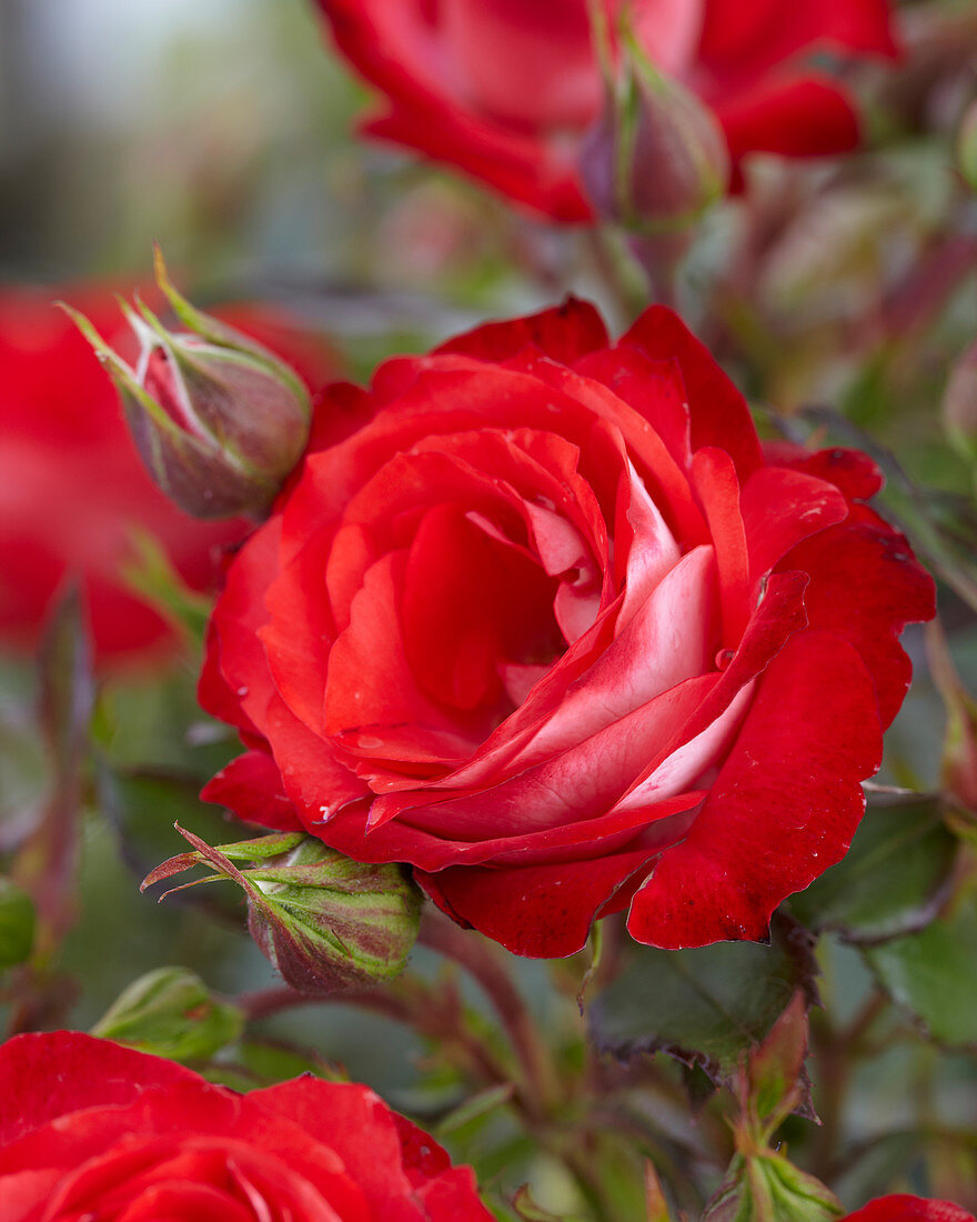 Rosa Planten un Blomen