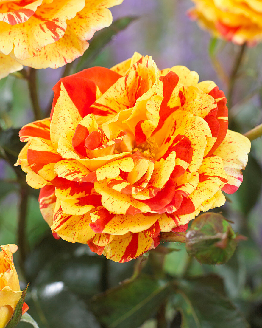 Rosa 'Oranges and Lemons'