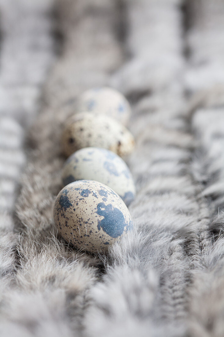 Quail eggs on fur