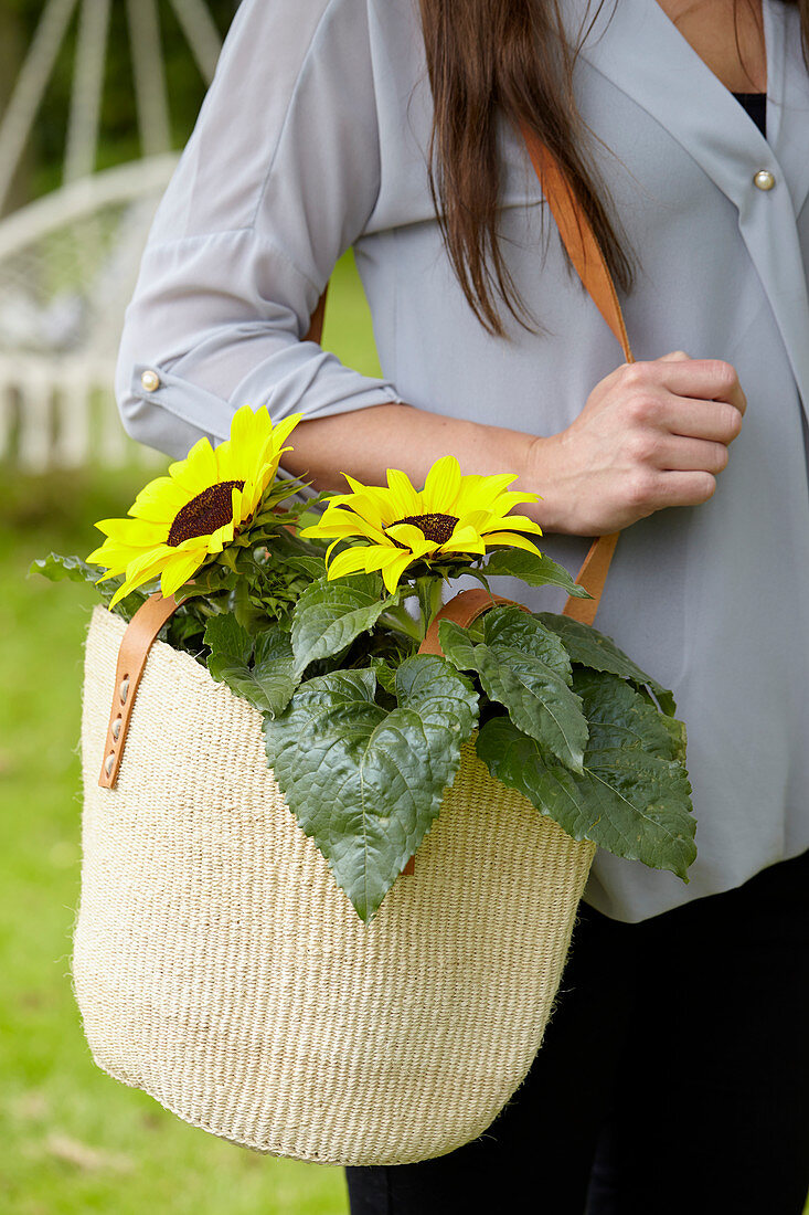 Helianthus annuus