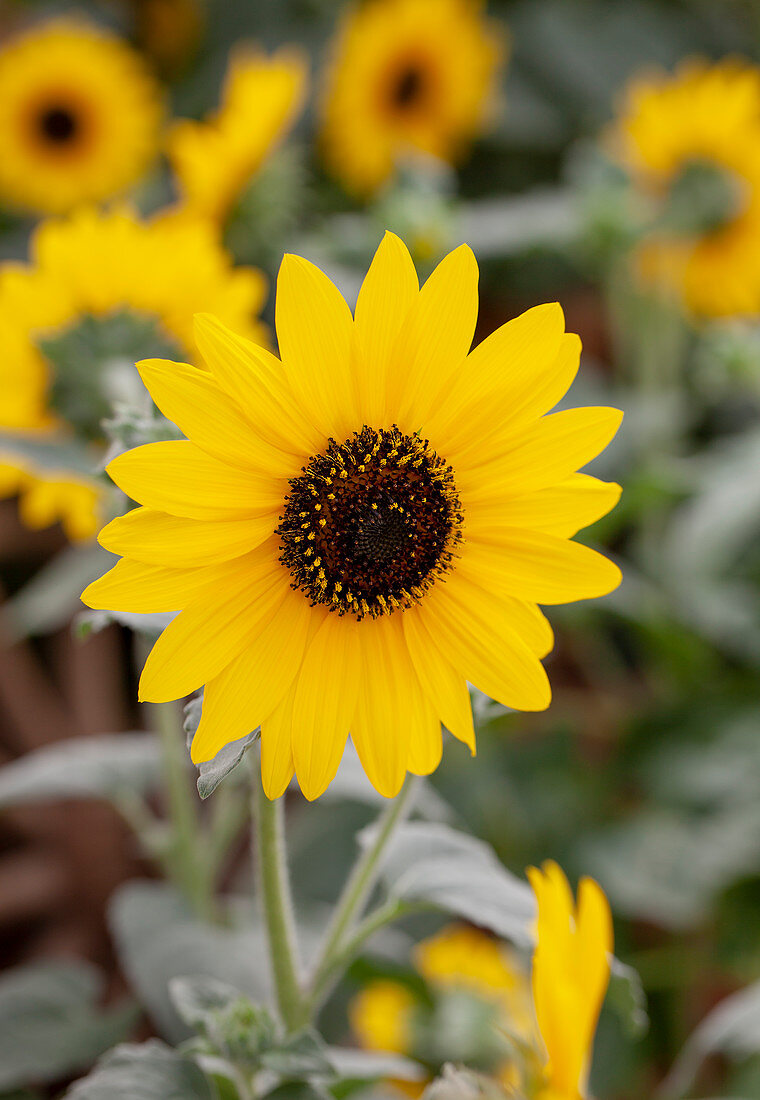 Helianthus annuus 'Sunfinity'