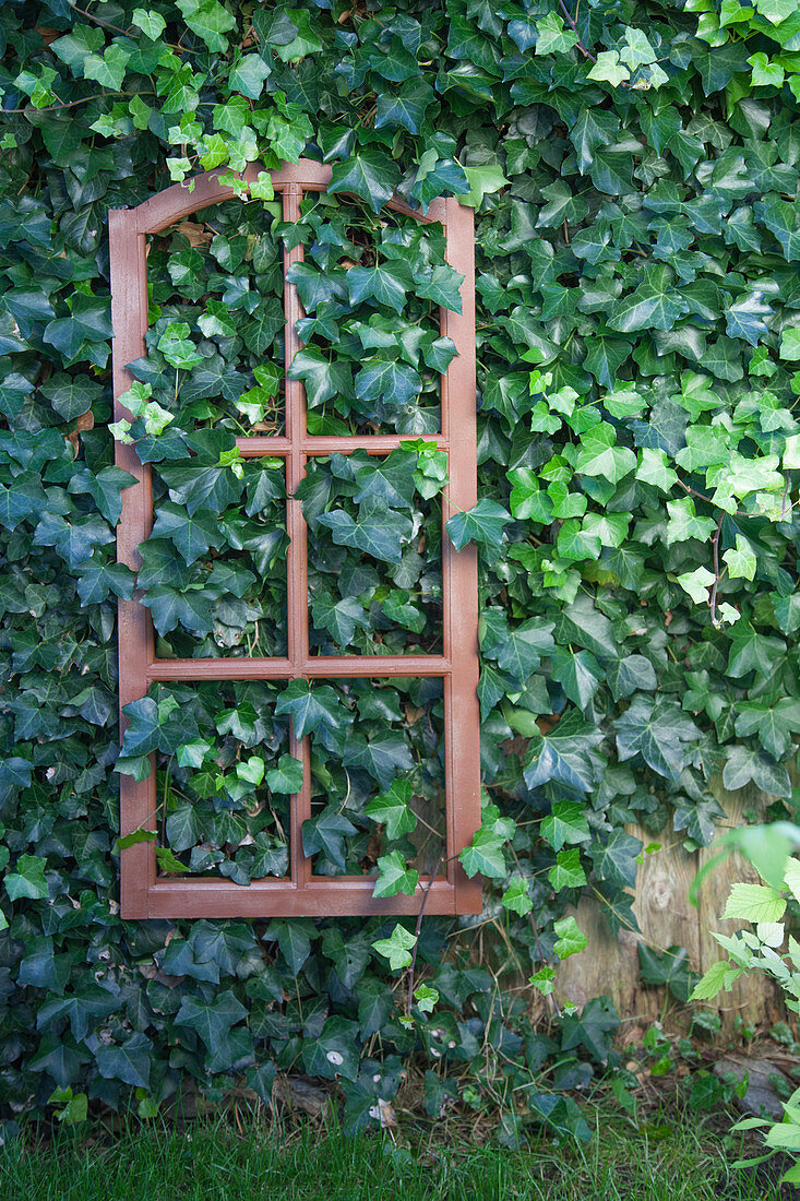 Rostfarben bemaltes Sprossenfenster an der Gartenmauer mit Efeu