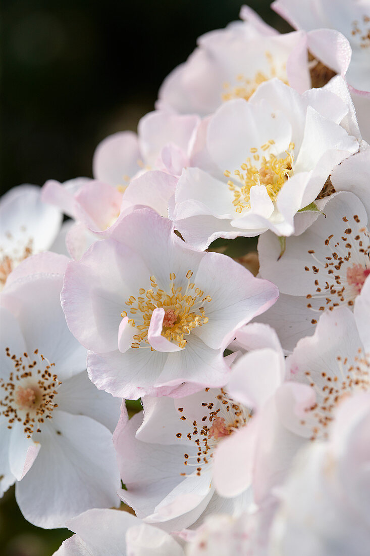 Rosa 'Xantippe'