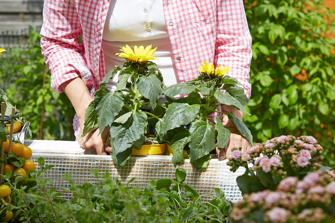 Frau stellt Sonnenblumen in die Blumenkästen eines selbstgebauten Hochbeets