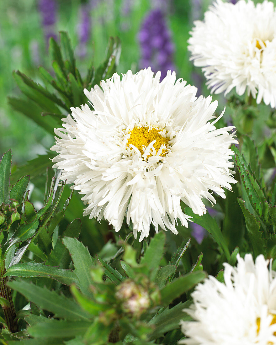 Leucanthemum Laspider