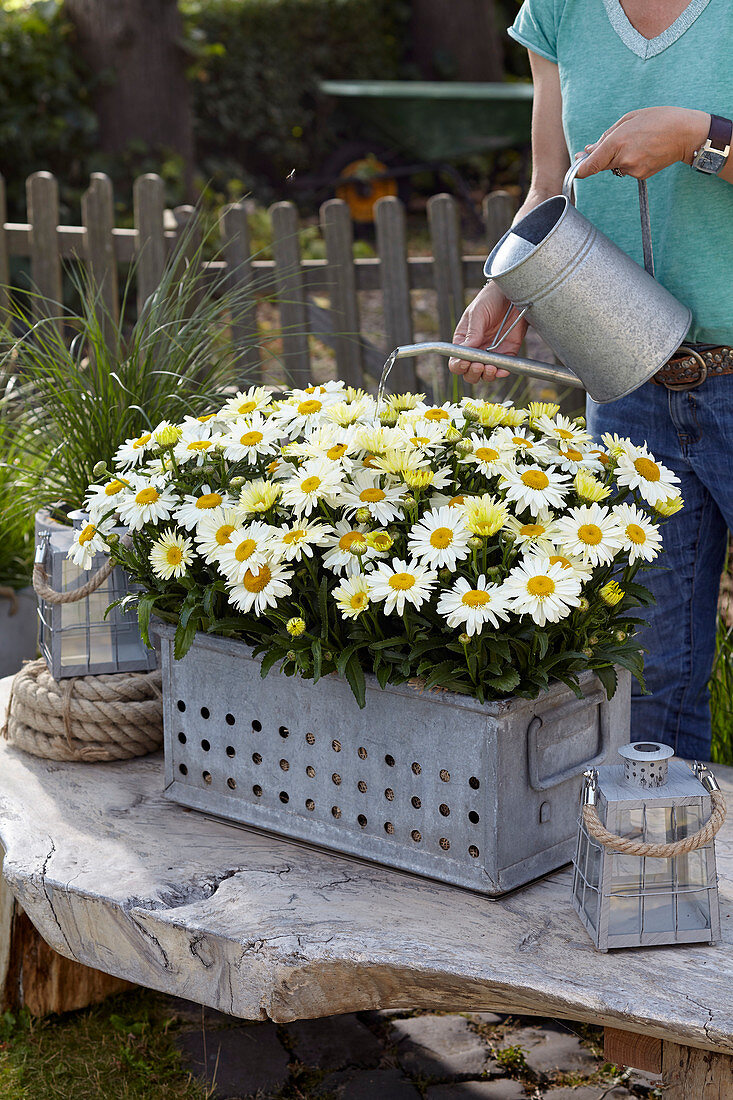 Leucanthemum Oh La Lacreme