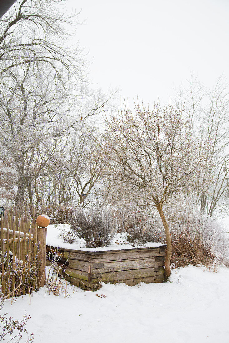 Snowy winter garden