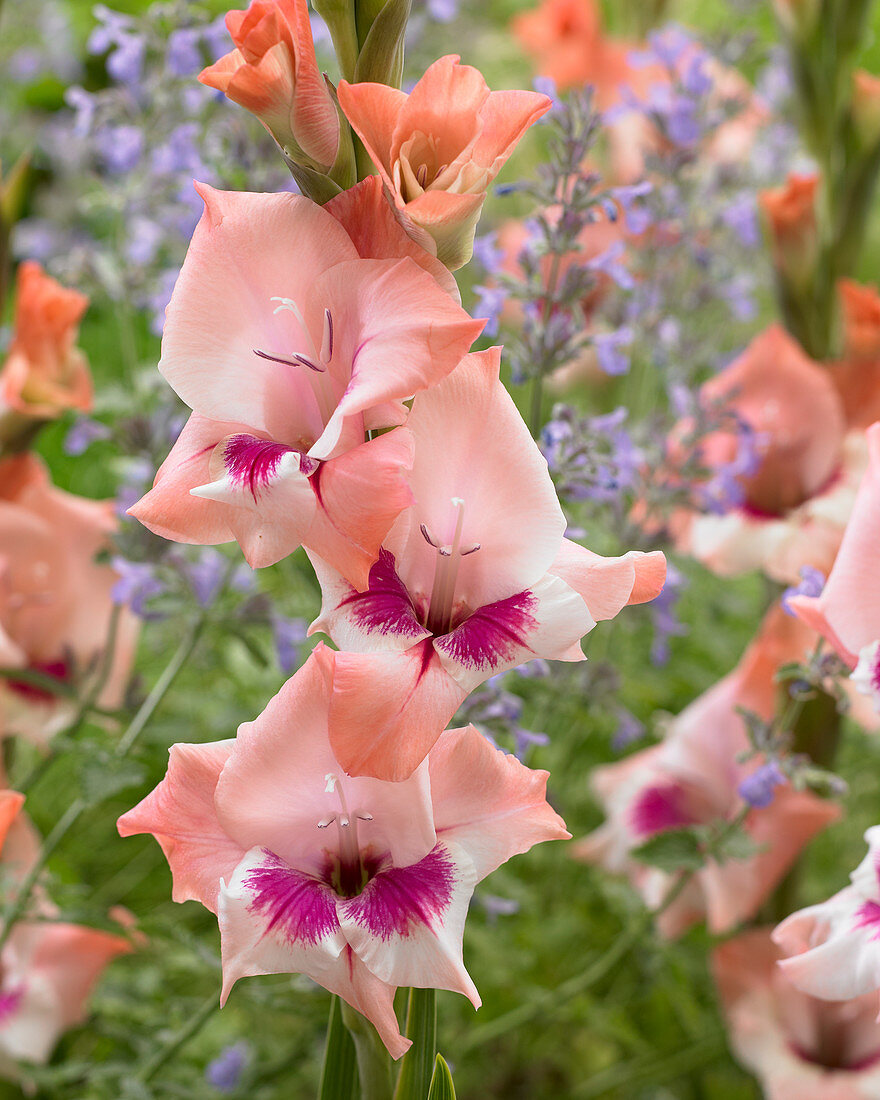 Gladiolus 'Flevo Primo'