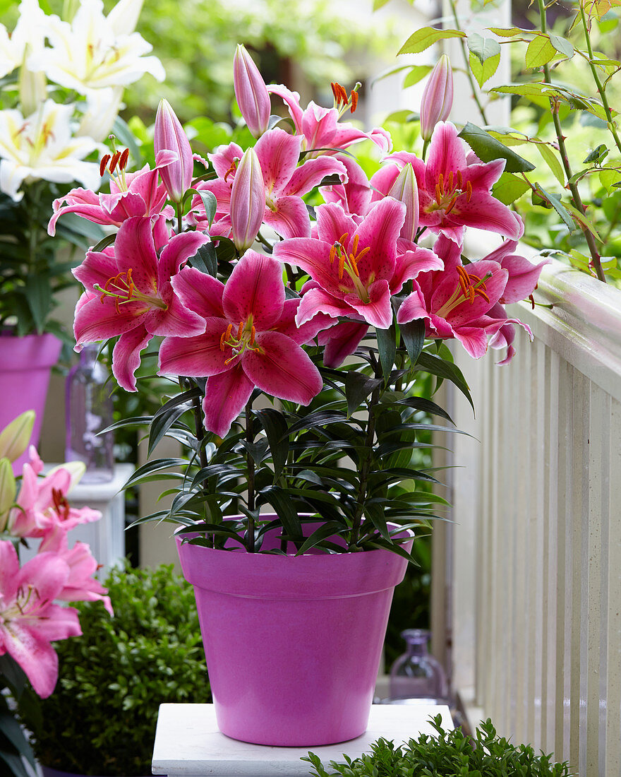 Lilium Pink Romance