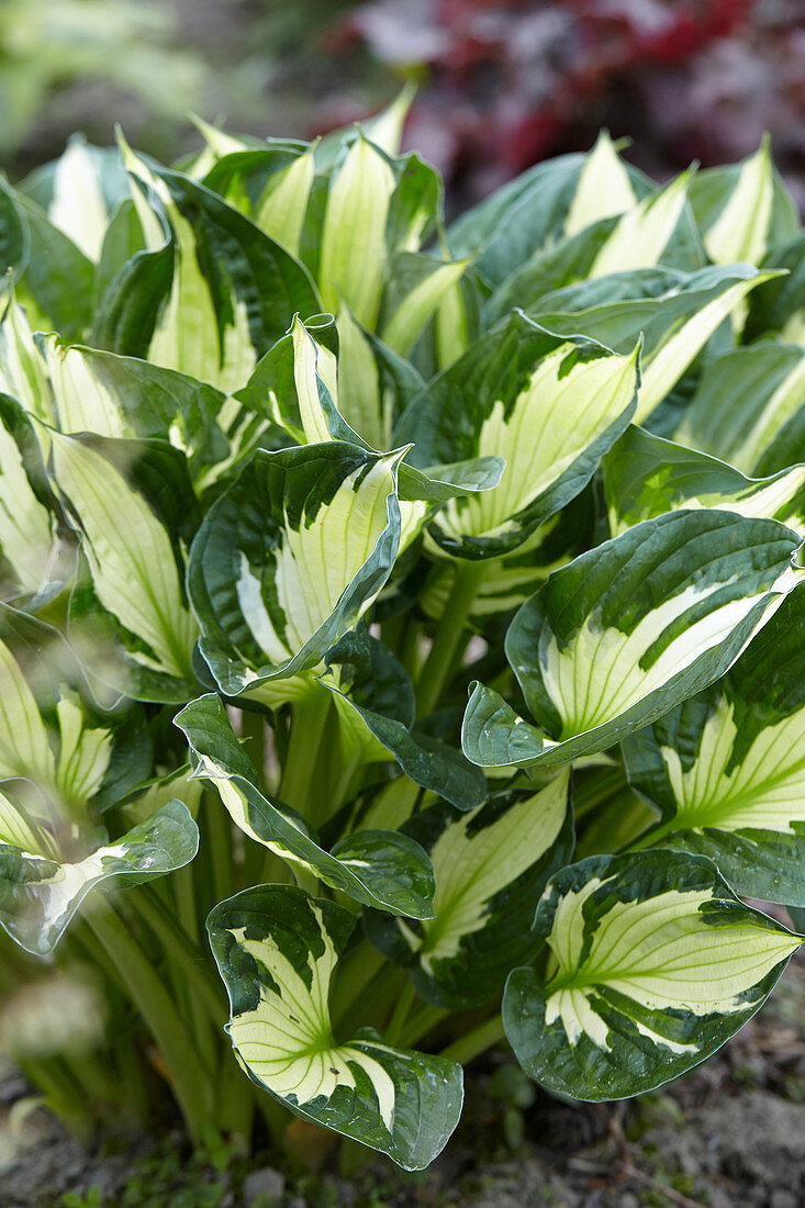 Hosta 'Whirlwind'