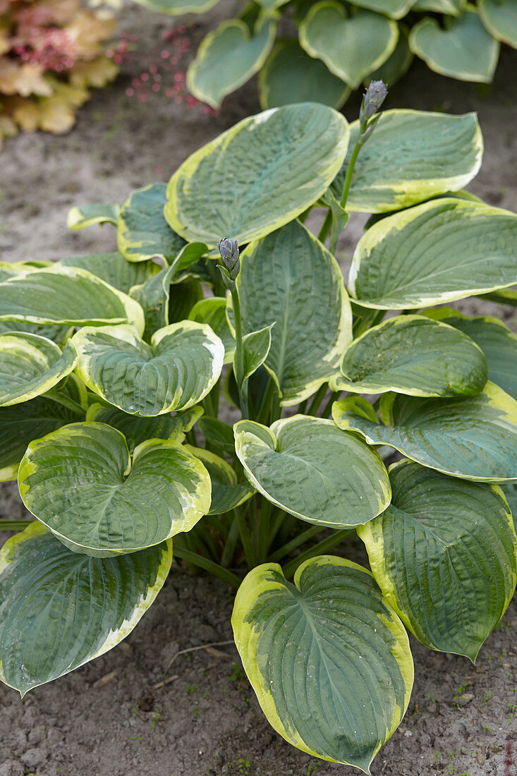 Hosta