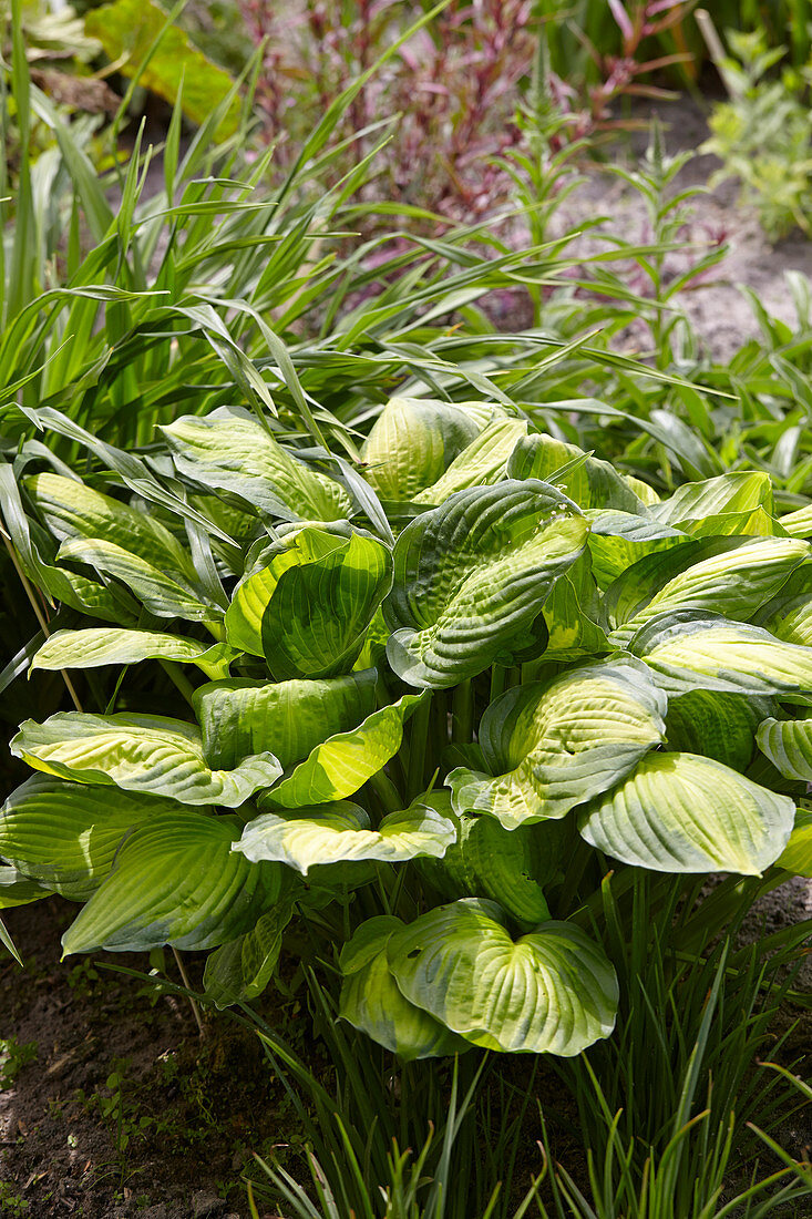 Hosta