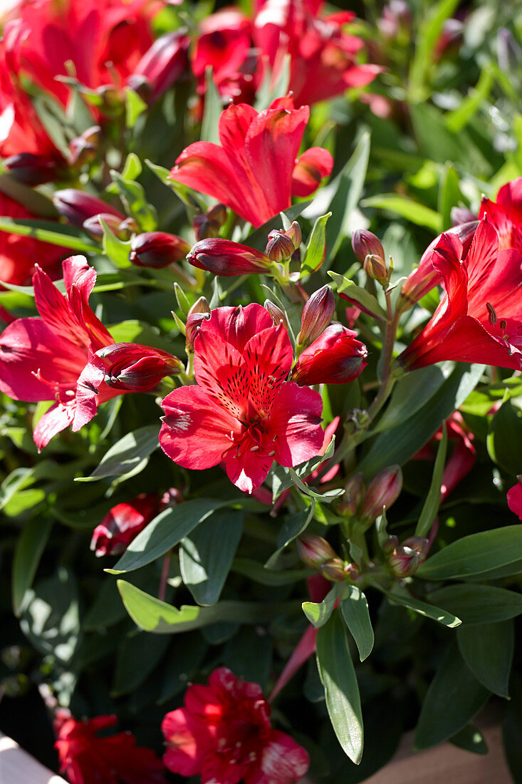 Alstroemeria