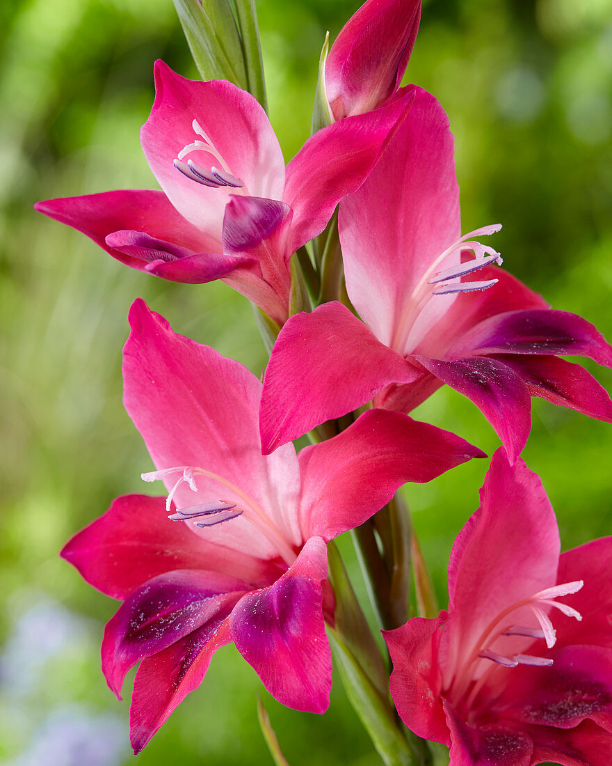 Gladiolus ramosus 'Vulcano'