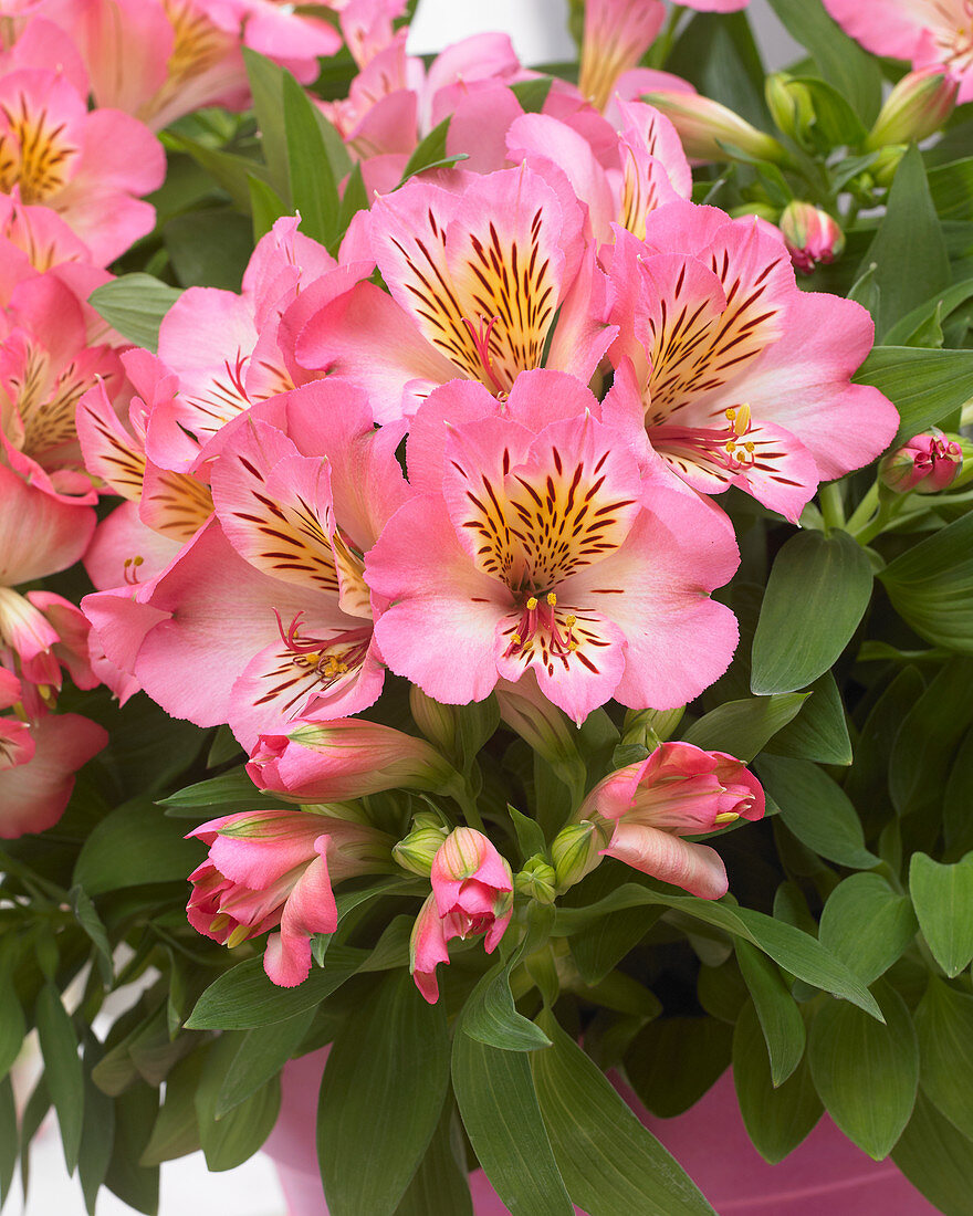 Alstroemeria Sunshine ®