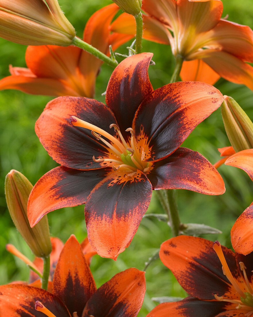 Lilium 'Easy Samba'