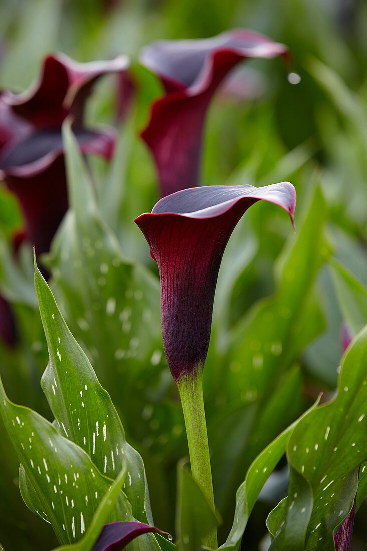 Zantedeschia