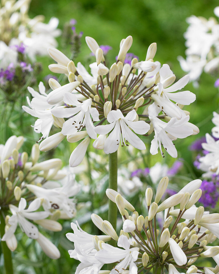 Agapanthus 'Leicester'