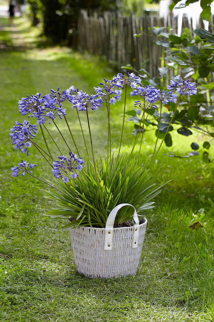 Agapanthus 'Debbie'