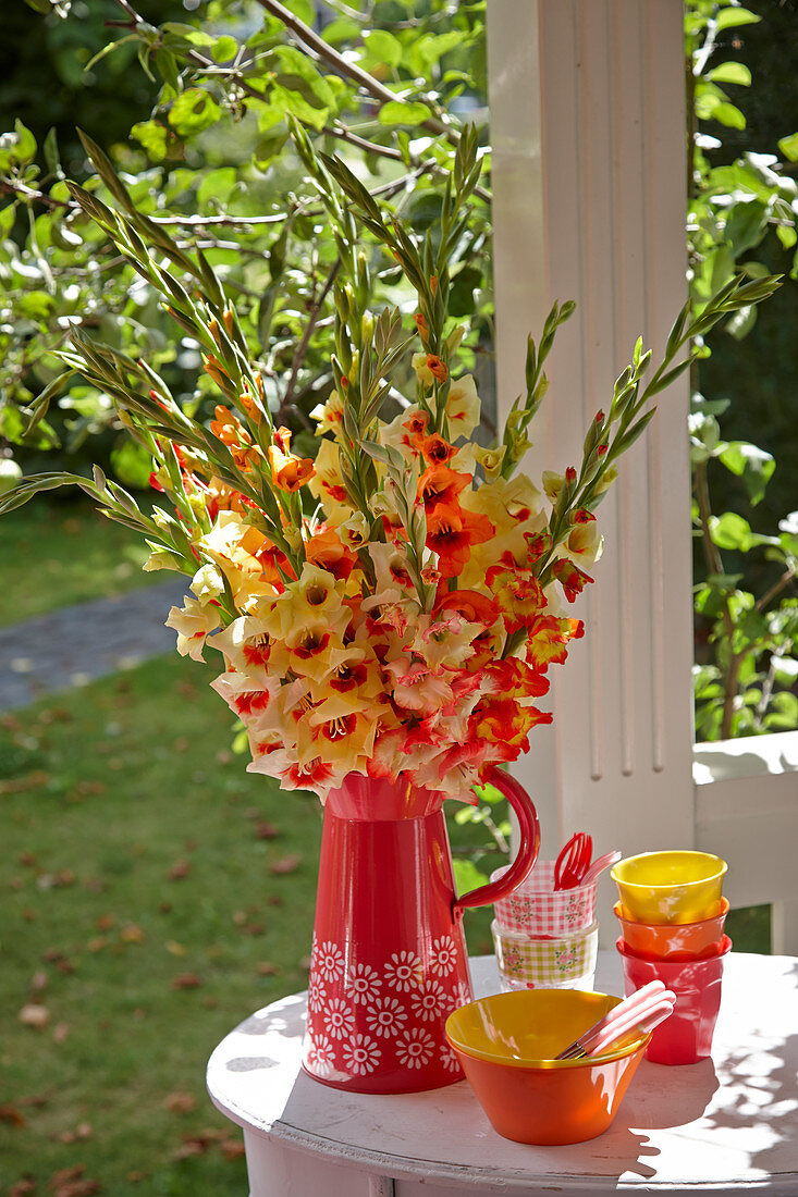 Gladiolus mixed