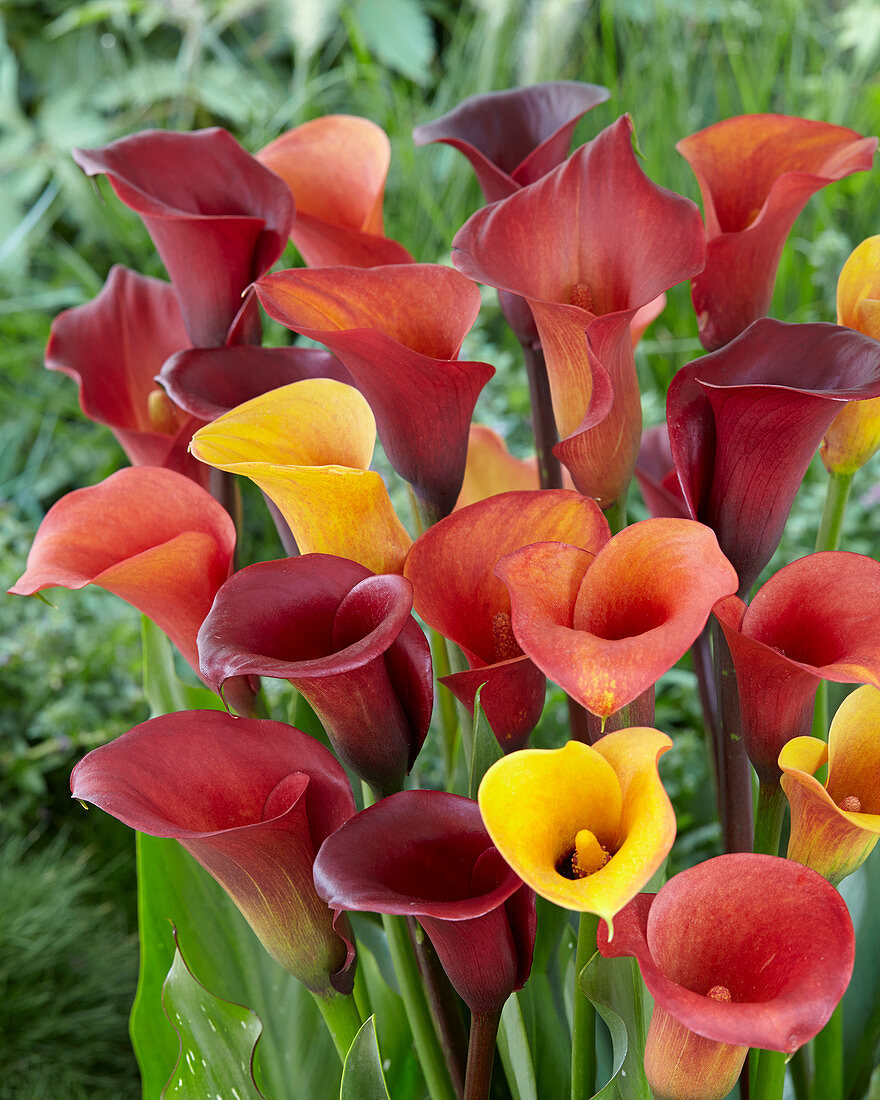 Zantedeschia mixed