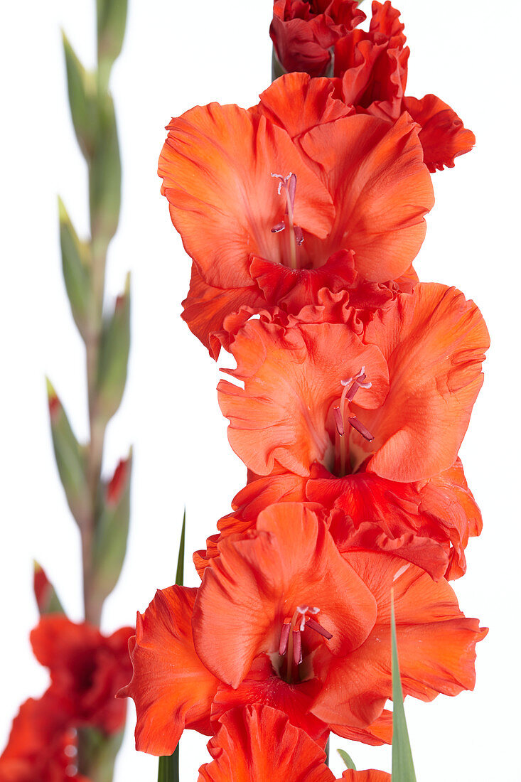 Gladiolus red