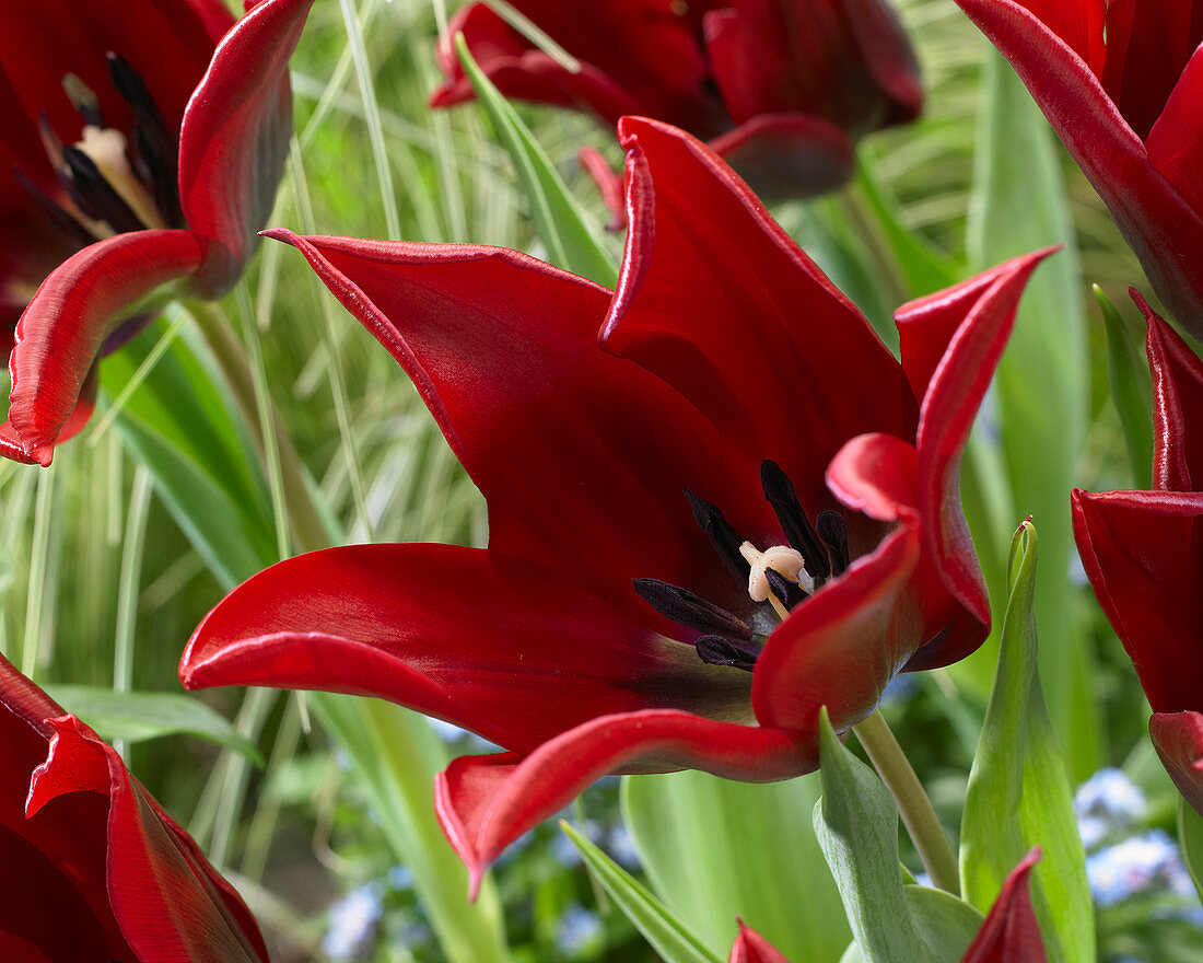 Tulipa 'Lasting Love'