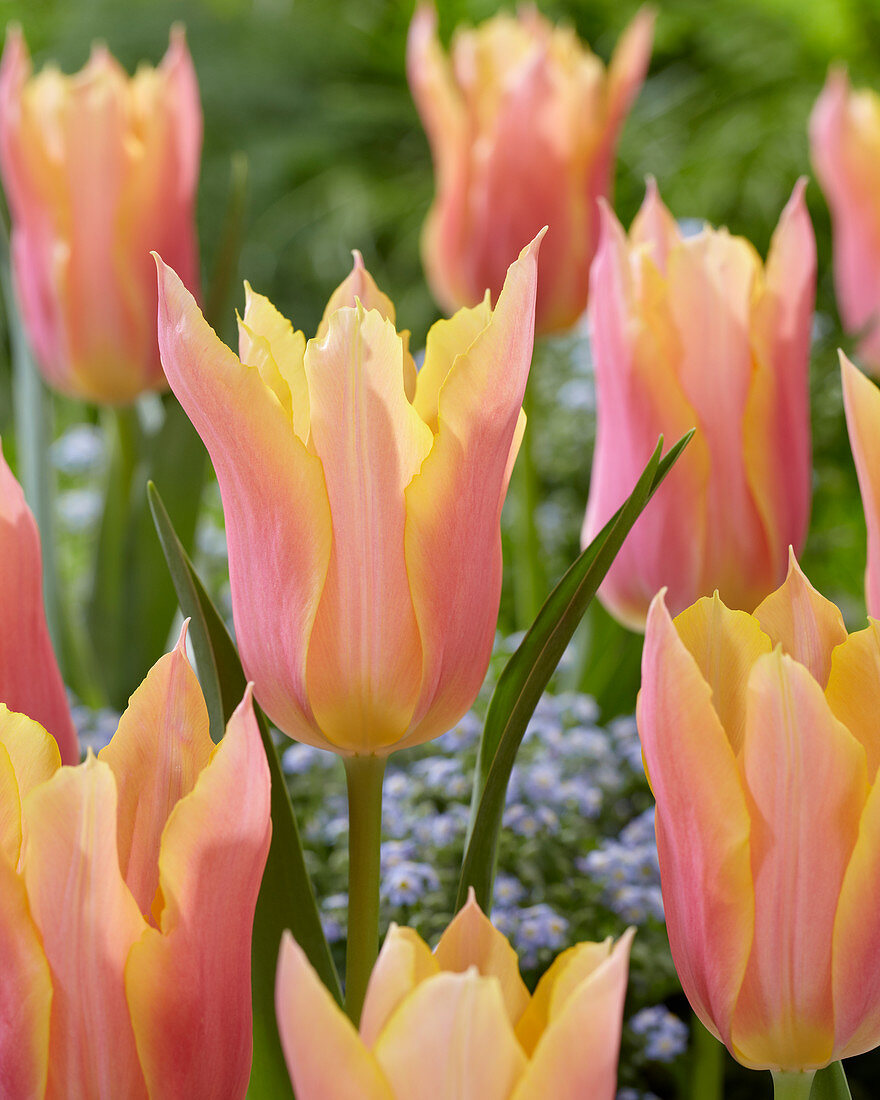 Tulipa 'Marianne'