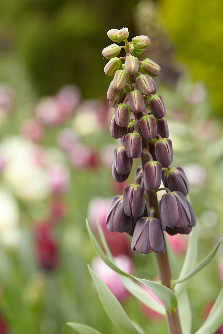 Fritillaria persica