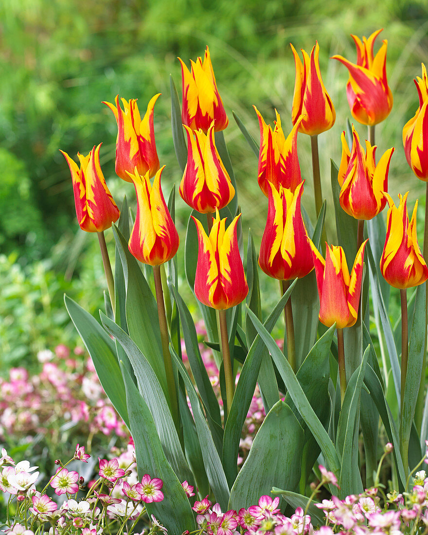 Tulipa 'Fire Wings'